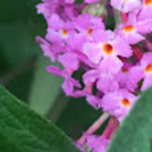 Meet your Posher, Elsa